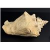 Image 6 : WW1 WWI St Thomas VI Trench Art Conch Shell