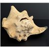 Image 7 : WW1 WWI St Thomas VI Trench Art Conch Shell