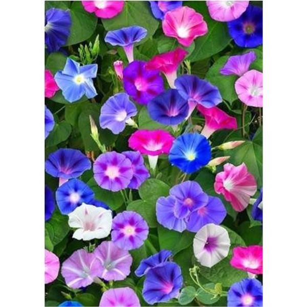 Morning Glory Ipomoea Choice – 5 Packs of Mr. Fothergill’s