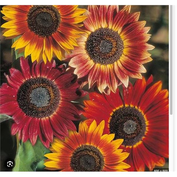 Sunflower Tournesol Evening Sun A1 – 5 Packs of Mr. Fothergill’s
