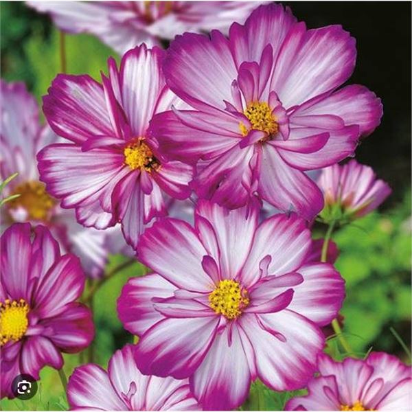 Cosmos Sweet Kisses Seed – 5 Packs of Mr. Fothergill’s