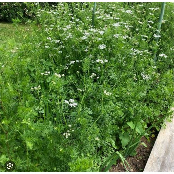 Cilantro Coriander Herb Seeds – 5 Packs of Mr. Fothergill’s