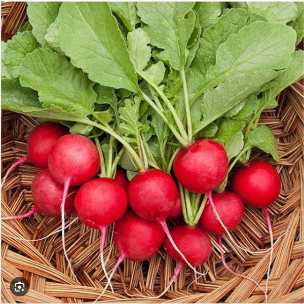 Cherry Belle Radish  Seeds – 5 Packs of Mr. Fothergill’s