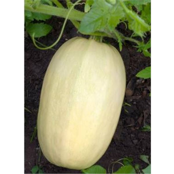 Spaghetti  Squash Vegetable Seeds – 5 Packs of Mr. Fothergill’s