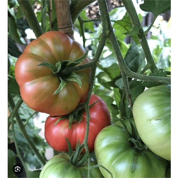 Ponderosa Pink Tomato Seed Packs – 5 Packs of Mr. Fothergill’s