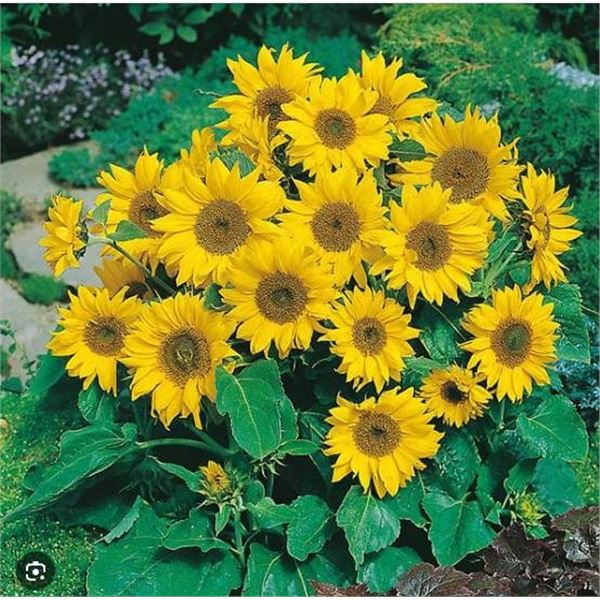 Sunflower Little Leo Seeds – 5 Packs of Mr. Fothergill’s