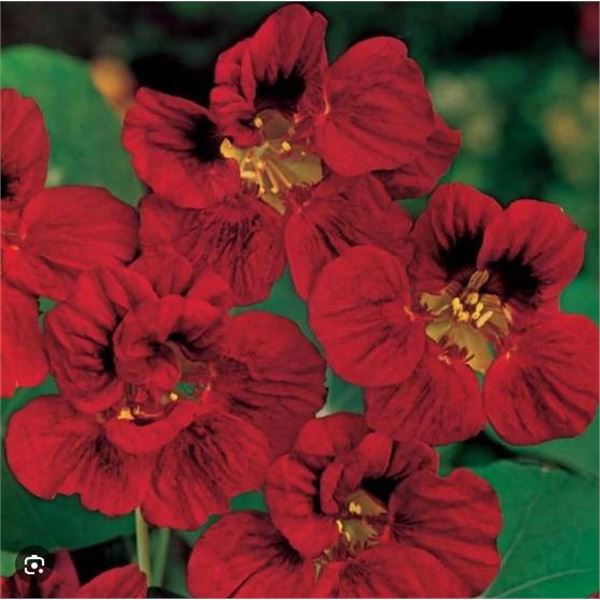 Nasturtium Tropaeolum Majus Gleam Mahogany – 5 Packs of Mr. Fothergill’s