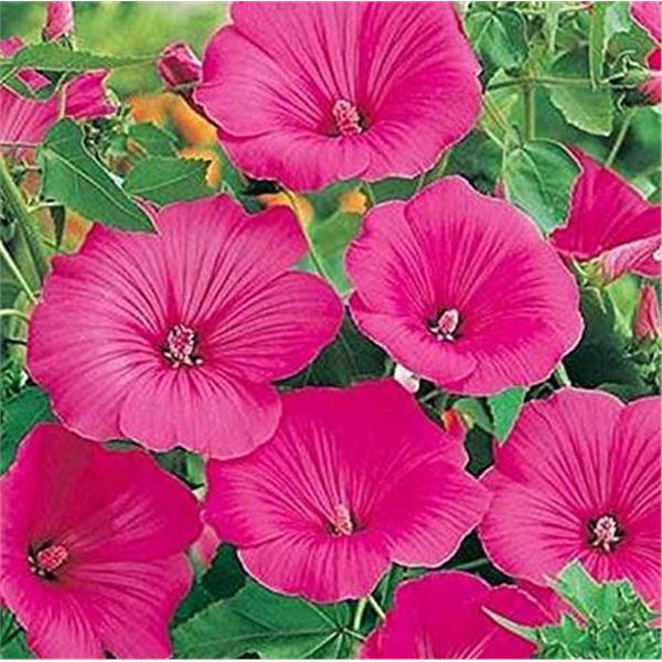 Lavatera Loveliness Seeds – 5 Packs of Mr. Fothergill’s