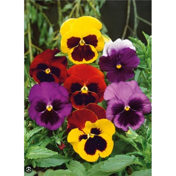 Pansy Swiss Giants Mixed Seeds – 5 Packs of Mr. Fothergill’s