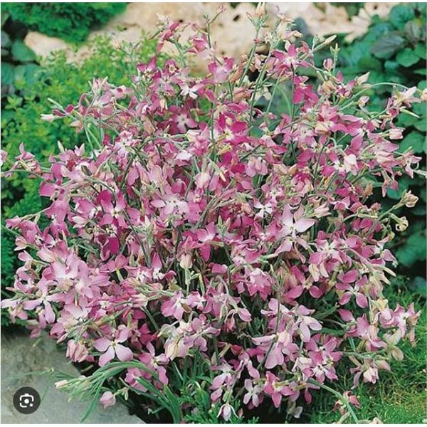 Stock Night Scented Giraffe [Matthiola] Seeds – 5 Packs of Mr. Fothergill’s