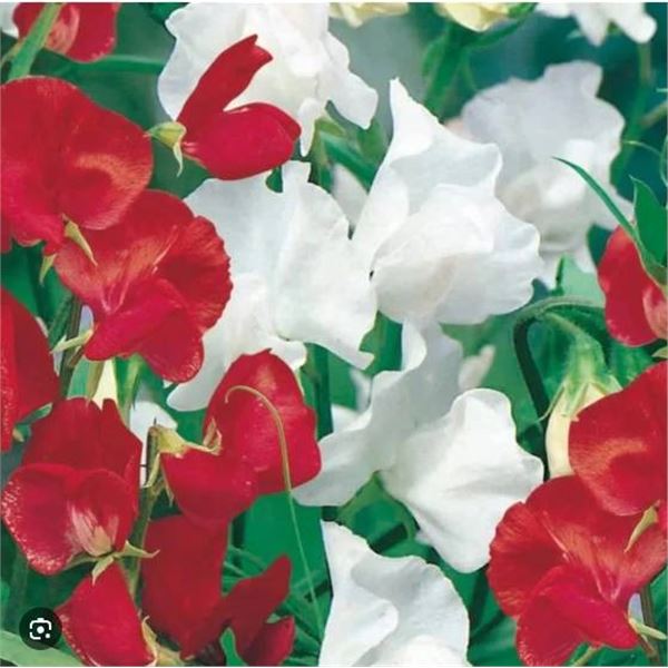 Sweet Pea Canada Day Seeds – 5 Packs of Mr. Fothergill’s