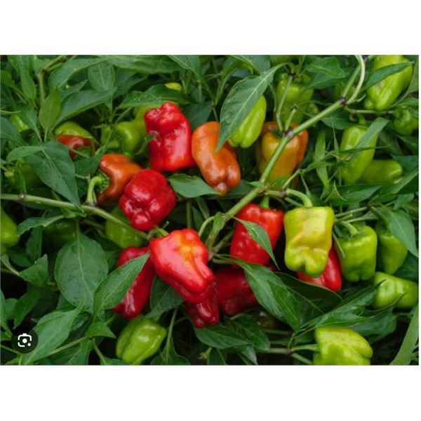 Sweet Allsorts Peppers Seeds – 5 Packs of Mr. Fothergill’s
