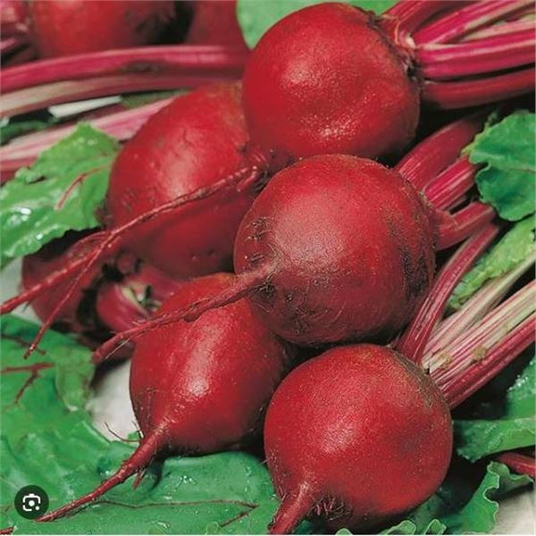 Beet Betterave Cardeal F1 Seeds – 5 Packs of Mr. Fothergill’s