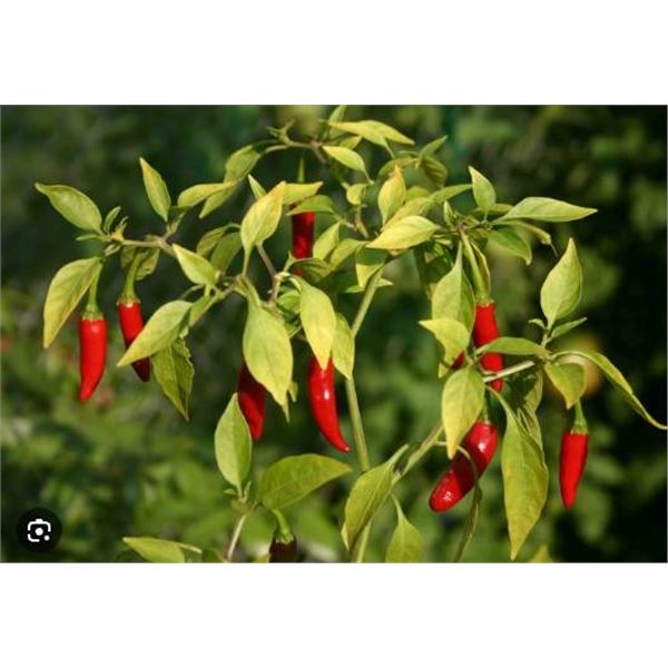 Piment Cayenne Pepper Seeds – 5 Packs of Mr. Fothergill’s