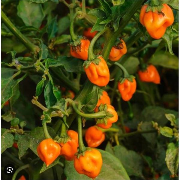 Habanero Pepper Seeds – 5 Packs of Mr. Fothergill’s