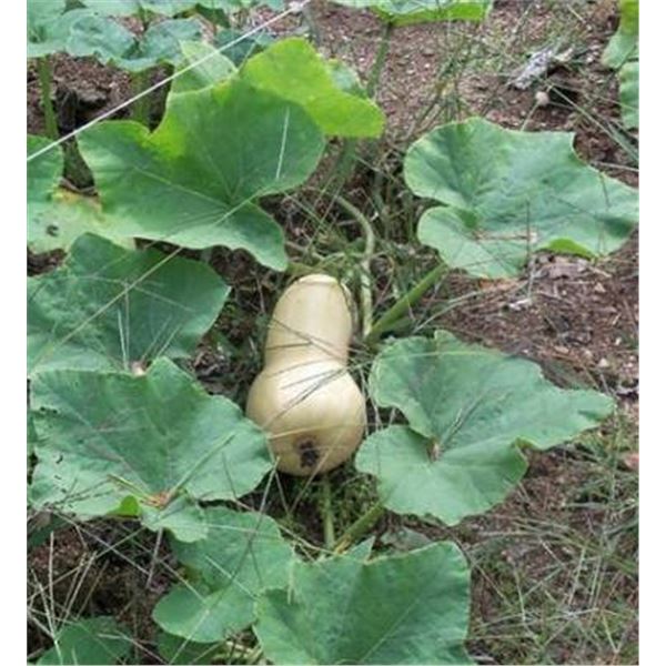 Waltham Early Butternut Squash Seeds – 5 Packs of Mr. Fothergill’s