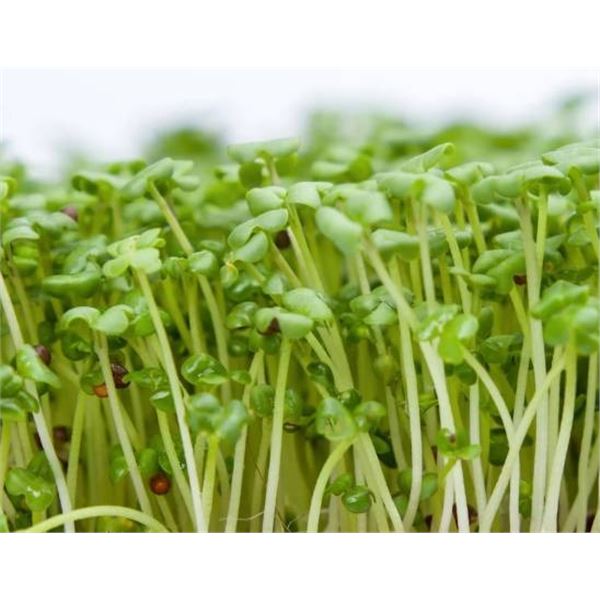 Microgreens Gourmet Garnish Seeds – 5 Packs of Mr. Fothergill’s