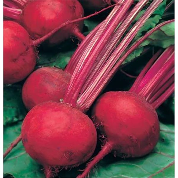Boltardy Beet  Seeds – 5 Packs of Mr. Fothergill’s