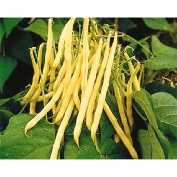 Golden Wax Bush Bean Seeds – 5 Packs of Mr. Fothergill’s