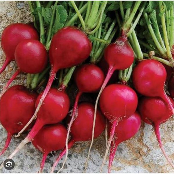 Scarlet Globe Radish Seeds – 5 Packs of Mr. Fothergill’s
