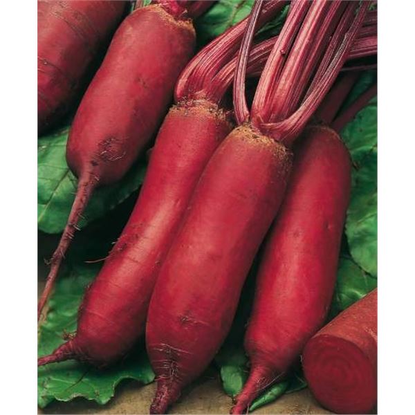 Betterave Forono  Beet Seed – 5 Packs of Mr. Fothergill’s