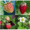 Image 1 : Strawberry Red & White Mixed Seed – 5 Packs of Mr. Fothergill’s