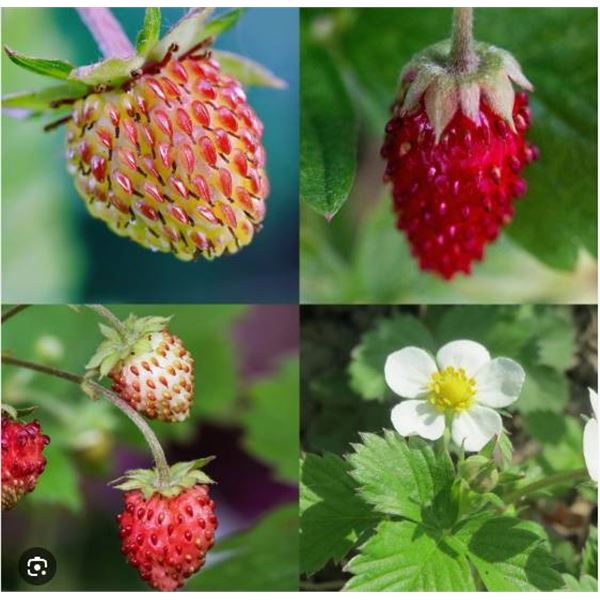Strawberry Red & White Mixed Seed – 5 Packs of Mr. Fothergill’s