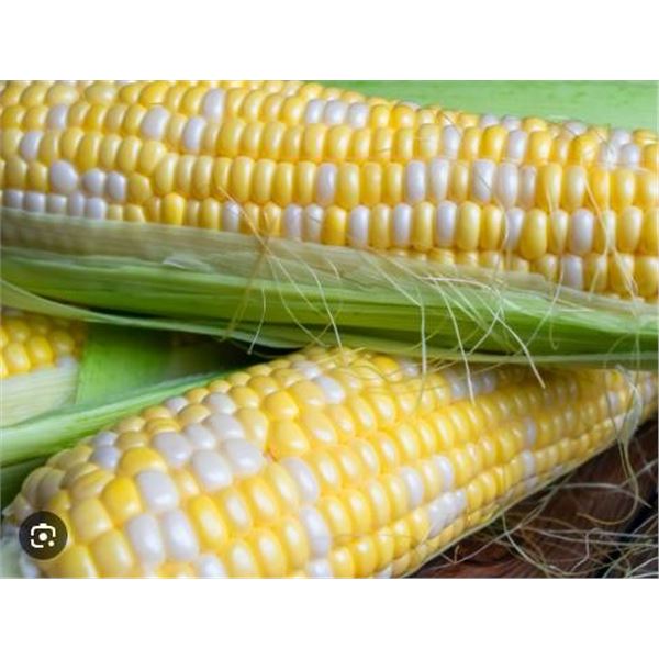 Corn (Sweet) Ambrosia F1 – – 5 Packs of Mr. Fothergill’s