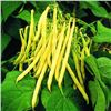 Image 1 : Golden Teepee Bean Seeds, Bush Variety – 5 Packs of Mr. Fothergill’s