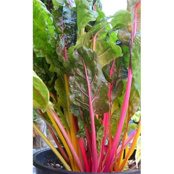 Swiss Chard Bright Lights Seed P- 5 Packs of Mr. Fothergill’s