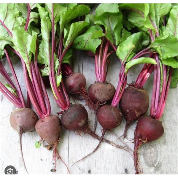 Crosby’s Egyptian Beet Seeds – 5 Packs of Mr. Fothergill’s