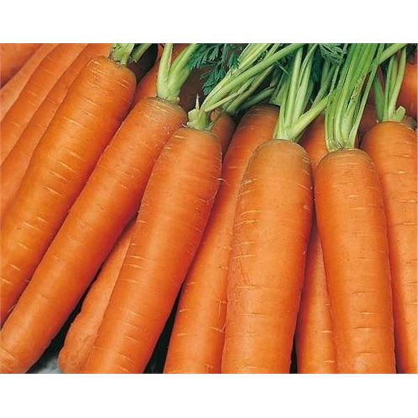 Carrot Nantes2 Organic Seeds – 5 Packs of Mr. Fothergill’s