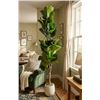 Image 1 : Artificial Fiddle Leaf Fig Tree with Planter, 7ft in Height