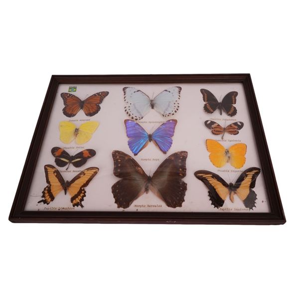 Vintage Brazilian Taxidermy Butterfly Collection