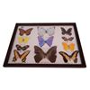 Image 1 : Vintage Brazilian Taxidermy Butterfly Collection