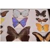 Image 4 : Vintage Brazilian Taxidermy Butterfly Collection