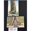 Image 1 : 2 Early 1900's "Big Tree" Vancouver Postcards