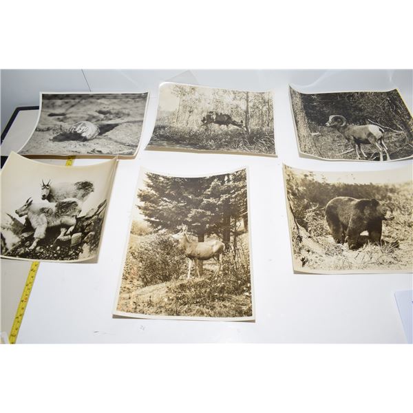 1930’s 8x10” Rocky Mountain Wildlife Photographs