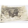 Image 3 : 1930’s 8x10” Rocky Mountain Wildlife Photographs