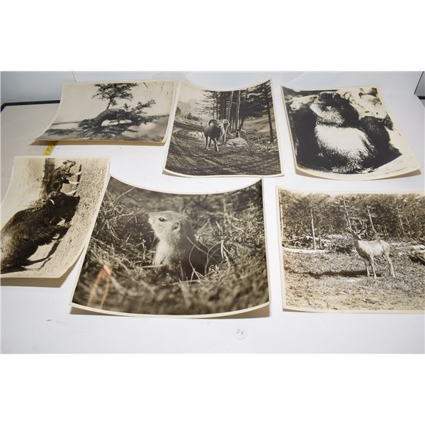 1930’s 8x10” Rocky Mountain Wildlife Photographs