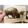 Image 2 : 1930’s 8x10” Rocky Mountain Wildlife Photographs