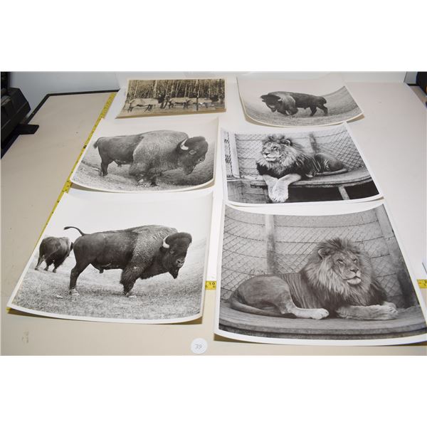 Vintage 8x10” Black & White Photographs