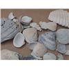 Image 4 : Bag of Seashells.