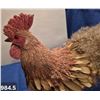 Image 5 : 984. Large folk art rooster, made mainly of natural materials, steel legs and feet, 12 1/2 inches ta