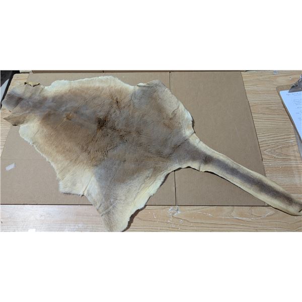 Kangaroo Hide From Australia