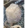 Image 10 : Fossilized Wood & Rocks
