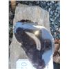 Image 11 : Fossilized Wood & Rocks