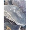 Image 12 : Fossilized Wood & Rocks