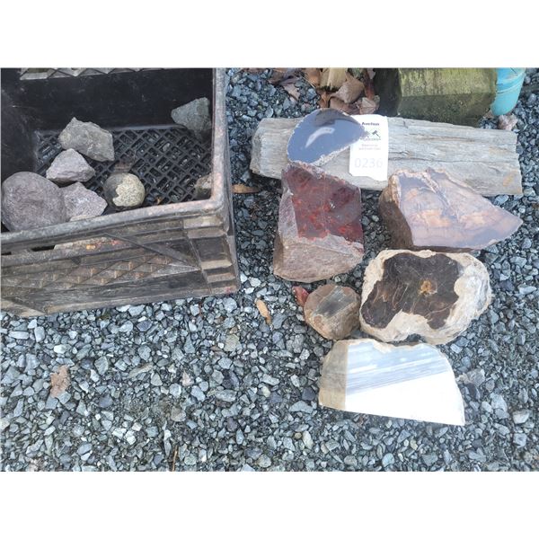 Fossilized Wood & Rocks