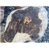 Image 4 : Fossilized Wood & Rocks